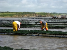 oyster farm